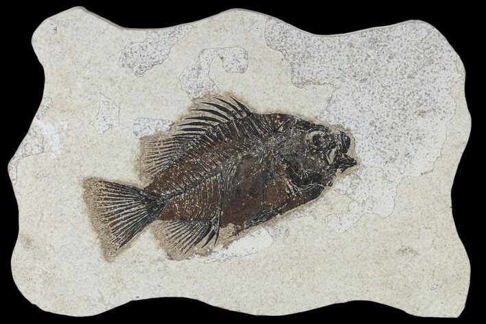 Fossil Fish (Cockerellites) - Green River Formation #114286